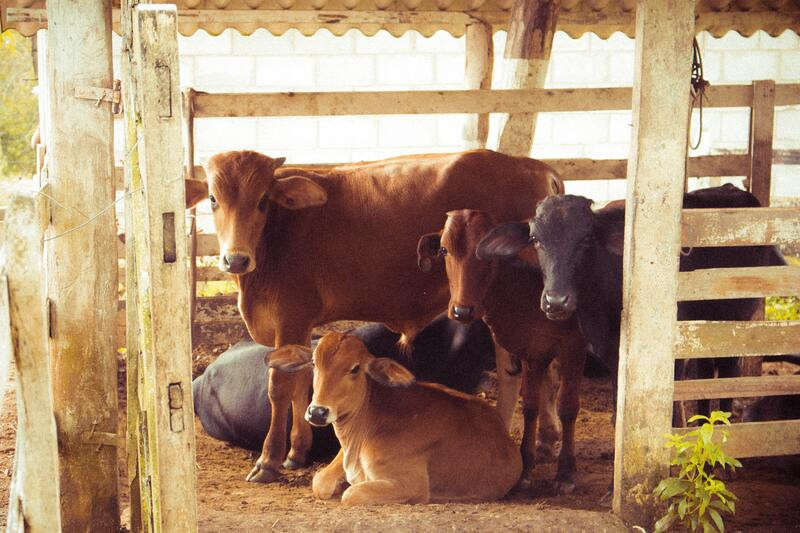 Vitaminas para animales de granja, ¿cuál elegir?
